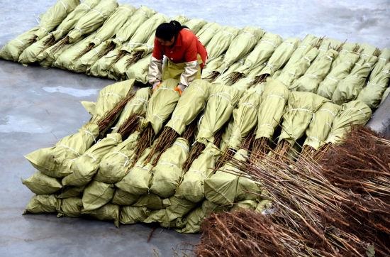 樹苗.jpg 樹苗.jpg