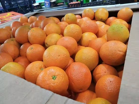 水果清關(guān).jpg 水果清關(guān).jpg