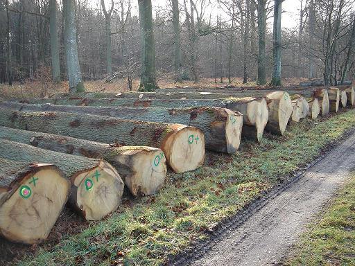 橡膠木.jpg 橡膠木.jpg