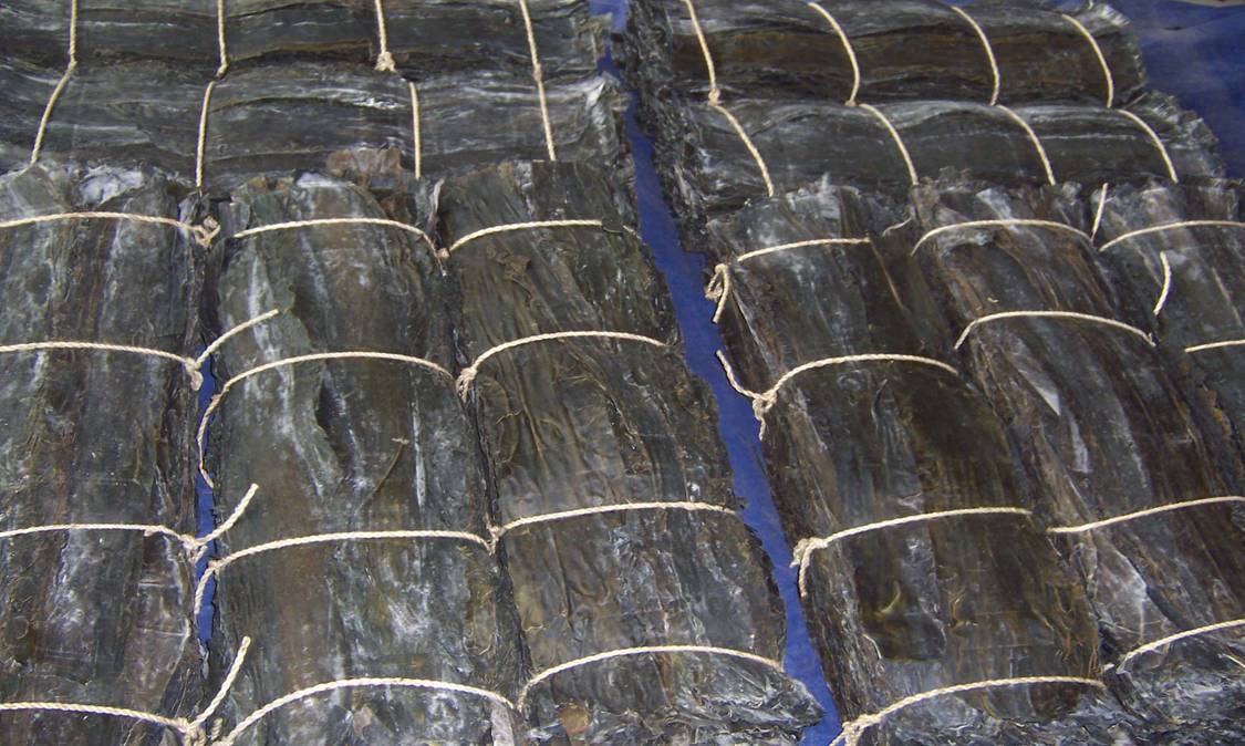 海帶進口報關(guān).jpg 海帶進口報關(guān).jpg