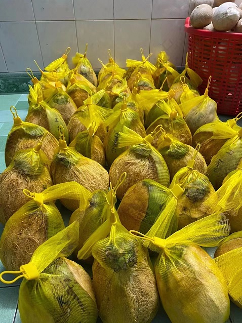 老椰子2.jpg 老椰子2.jpg