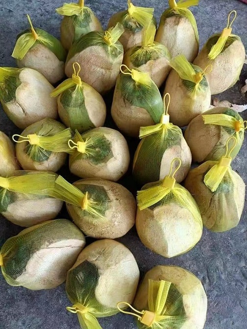 老椰子3.jpg 老椰子3.jpg