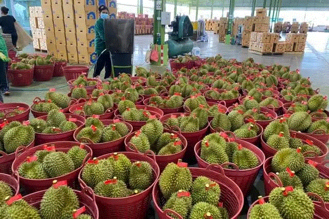 越南榴蓮1.gif 越南榴蓮1.gif