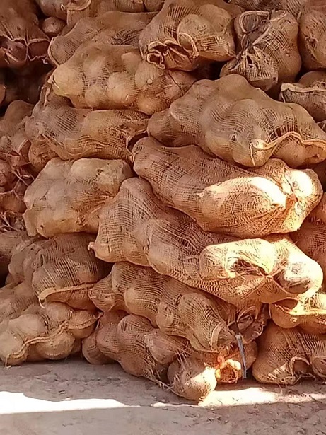 老椰子6.jpg 老椰子6.jpg