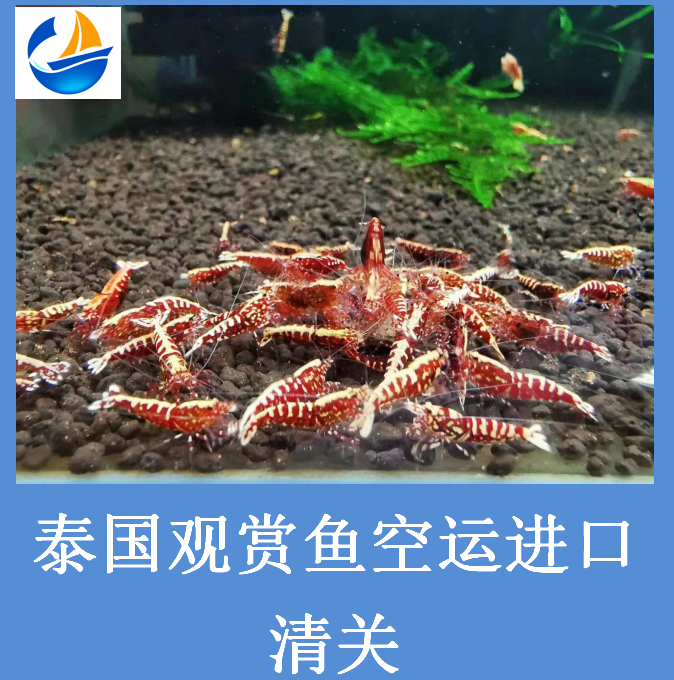 泰國觀賞魚進口清關(guān).png 泰國觀賞魚進口清關(guān).png