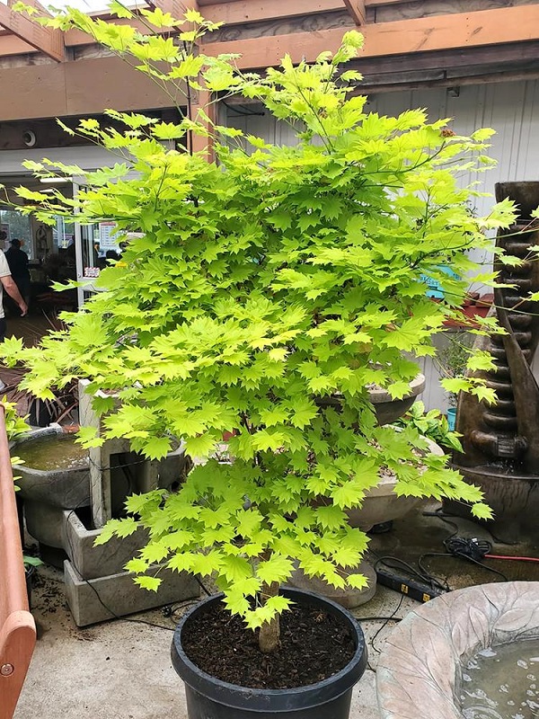 美國楓樹.jpg 美國楓樹.jpg