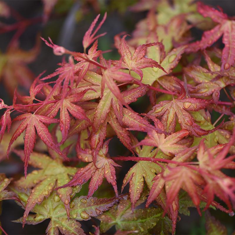 美國(guó)楓樹(shù)3.jpg 美國(guó)楓樹(shù)3.jpg