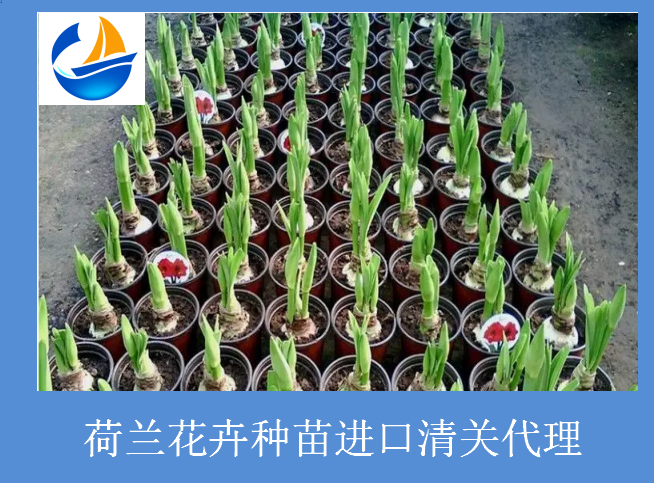 荷蘭花卉種苗進(jìn)口清關(guān).png 荷蘭花卉種苗進(jìn)口清關(guān).png