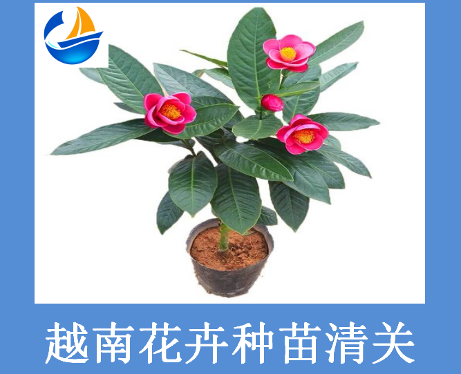 越南花卉種苗清關(guān).png 越南花卉種苗清關(guān).png