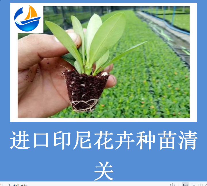 進(jìn)口印尼花卉種苗清關(guān).png 進(jìn)口印尼花卉種苗清關(guān).png