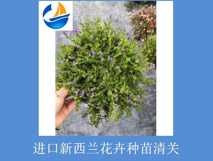 進口新西蘭花卉種苗清關(guān).png 進口新西蘭花卉種苗清關(guān).png