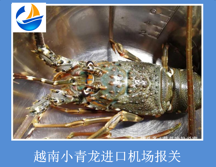 越南小青龍進口機場報關.png 越南小青龍進口機場報關.png