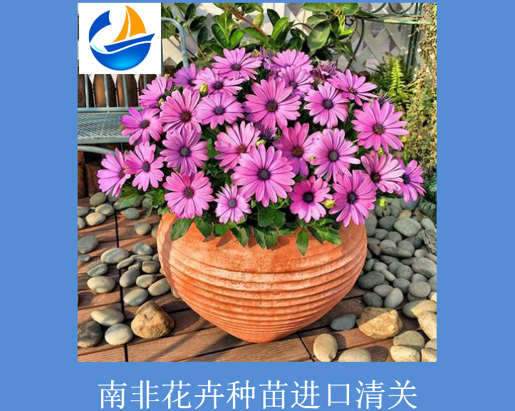 南非花卉種苗進(jìn)口清關(guān).png 南非花卉種苗進(jìn)口清關(guān).png