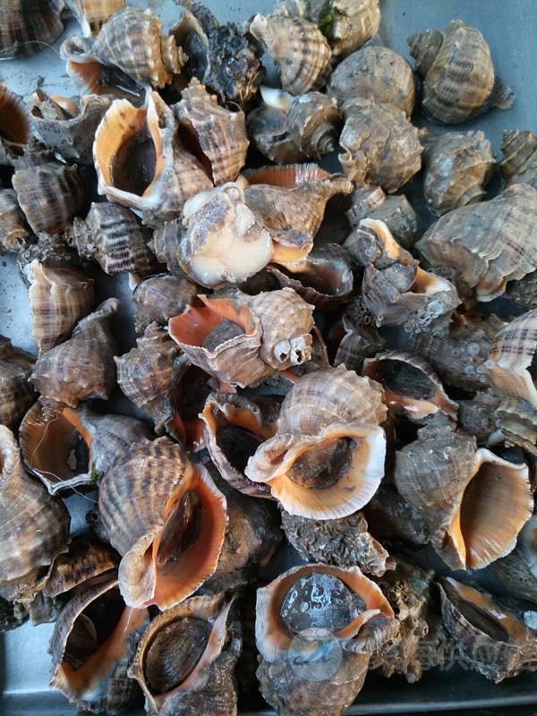 1605232910141531.jpg 冷凍鳳螺2.jpg